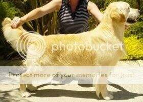 Aust Ch & NZ Ch Kaparla Loch Invar Aust Ch & NZ Ch Kaparla Loch Invar
