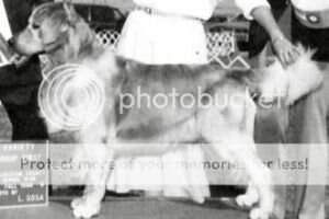 Ducat's Maxwell MacBennett Ducat's Maxwell MacBennett