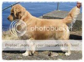 SweetGold Captain Easy