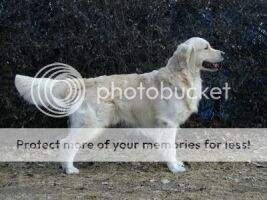 Sundance Golden's Highlander