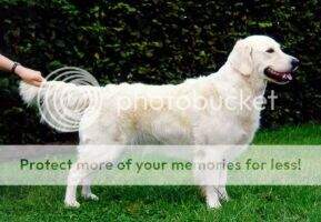 Vet.Ch. Little Violet's Golden Almerak Janis