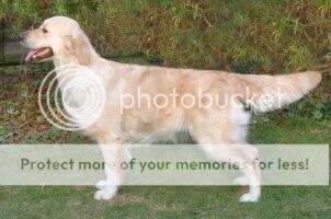 Amilone Caledonia for Cailloch Amilone Caledonia for Cailloch