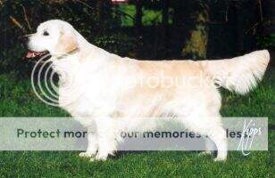 Dutch Ch Xanthous Cantona CW '00