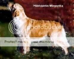 M?ntypirtin Wiennetta