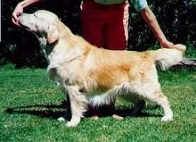 Pl.Ch. Shanlimore Fabian Pol. SG -93-95