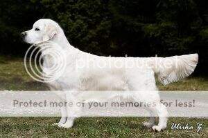 Swe Sh. Ch. N Ch. KbhW-04 Dewmist Silverinda