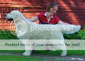 & FIN & EST CH ESTW-2002 Pauclare Phylanderer Top Stud Dog 2004 & FIN & EST CH ESTW-2002 Pauclare Phylanderer Top Stud Dog 2004
