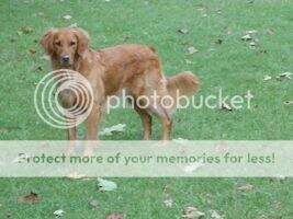Tanbark's Shake It Up Bailey
