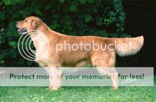 Pl. Ch. Royal Crest USA Direct Pl. Ch. Royal Crest USA Direct