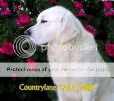 Countrylane Ace High
