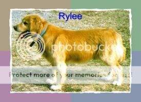Rylee VIII Rylee VIII