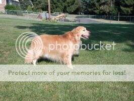 Pine Run's Dusty Decoy