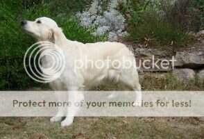 Aust Ch Taransay Siegfried