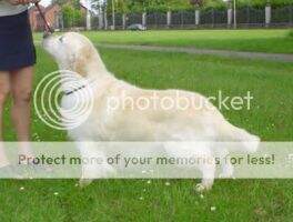 BelgW Chardine Blue Monday Best Golden Retriever Belgium 99