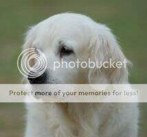 Int.Ch.& Yu Ch.CruftsQual for Life Deerfold Silver Promise Int.Ch.& Yu Ch.CruftsQual for Life Deerfold Silver Promise