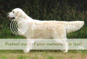 / Dutch Ch / German Ch / VDH Ch Remington Requisite Of Ramchaine / Dutch Ch / German Ch / VDH Ch Remington Requisite Of Ramchaine