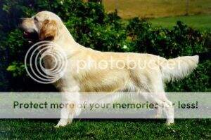 Golden Ciba Moonraker Milbo