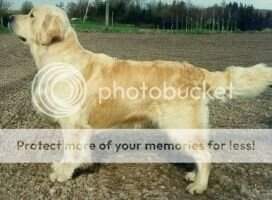Golden Dixie Kindly Charmer