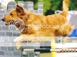 Tanbark's Rocket Man AXP