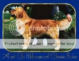 AUST CH Ribbonwood Classic Ruler AUST CH Ribbonwood Classic Ruler