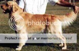 Aust Ch Nistar Bold Baron