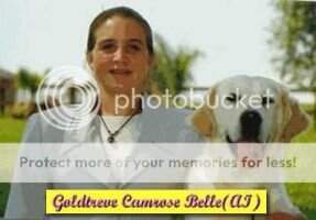 Aust Ch Goldtreve Camrose Belle