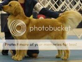 CH Goldstorm Trail To Stardom