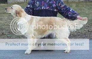 CZ Charming Sweety Golden Erinor