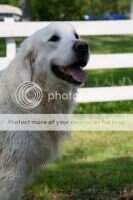Indian Knolls Barney Boy Indian Knolls Barney Boy