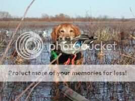 MHR HRCH U-OCH U-ACHX Riverduck's Second Chance EAC EJC OGC
