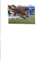 Fergone Jolly Luck Of The Draw