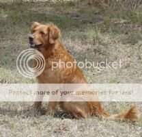 Steeple Hill Ranger FDHF Steeple Hill Ranger FDHF