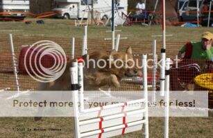 U-CH Colabaugh's R Dog Takes Flight