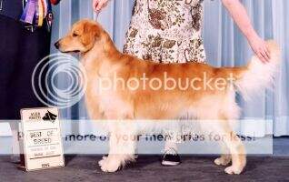 Turngold Goldenhearth Albanor Can/Am