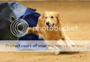 MACH14 ADCH FlashPaws Runaround Sue MXS5 MJB6 MXP4 MJP4 TQX MFS SACH-Br GCH-Br RCH TM