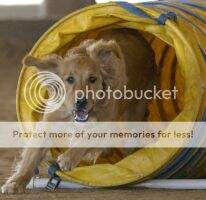 Flashpaws Blast From The Past MJG