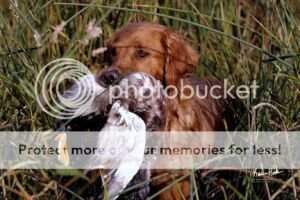 Otterbrook's Songstress