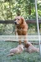 Honeywood's Warrior Princess NAC NJC Honeywood's Warrior Princess NAC NJC