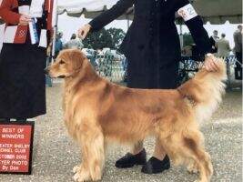 UKC CH. Electralon Elusive Criminal UKC CH. Electralon Elusive Criminal