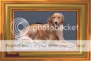 Golden Jewell of Viewmore Heights