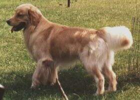 Conewago's Dornblaser Conewago's Dornblaser