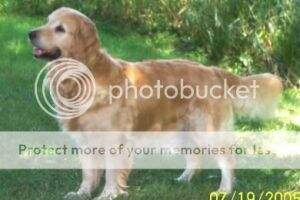Cosmic Princess Willow CanCDX Cosmic Princess Willow CanCDX