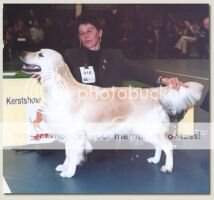 Dutch Ch., Ger. Ch., VDH Ch. Cadenza v.d. Beerse Hoeve JW '98 Europasieger '01