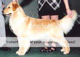 Dichi's Young Girl W' Dreams TDIA TC