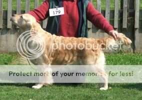 Messano Jitterbug
