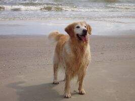 Sandspur's Splish Splash Sandspur's Splish Splash