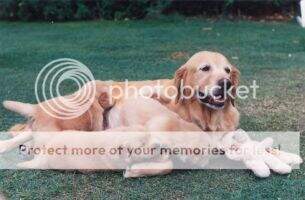 Aust Ch Riangold Chanelle Aust Ch Riangold Chanelle