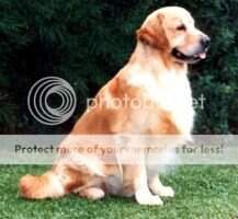 Aust Ch Cruftine Forian Gold Aust Ch Cruftine Forian Gold