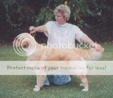 Aust Ch Riangold Flash Back (AI)