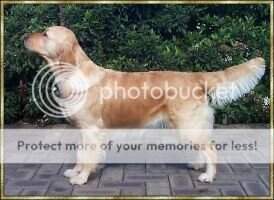Australian Champion Willowlawn Brocade Australian Champion Willowlawn Brocade